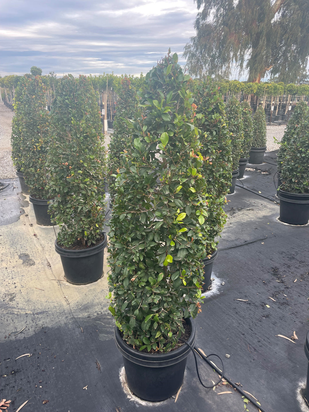 TOPIARY / Syzygium australe &