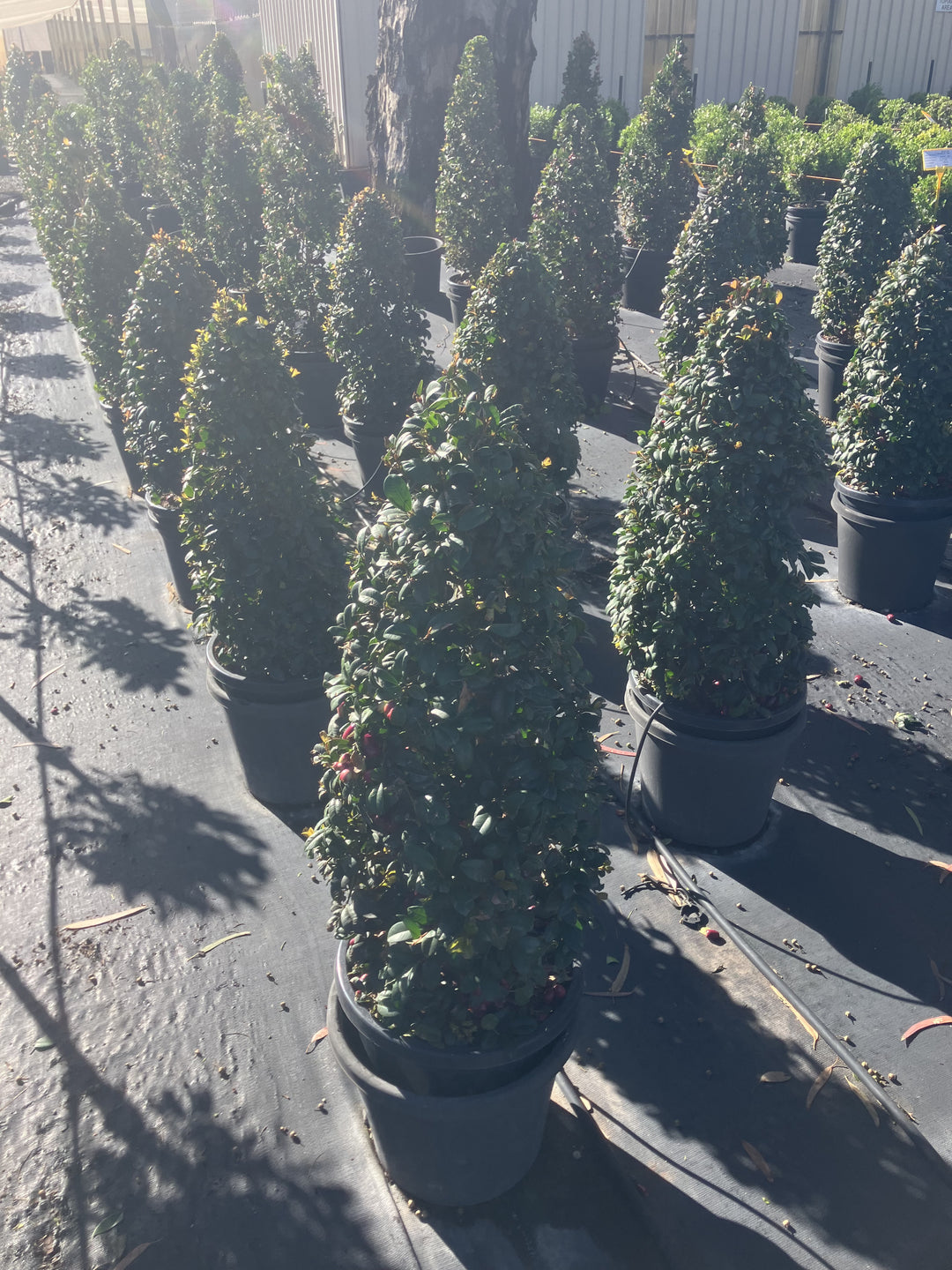 TOPIARY / Syzygium australe &