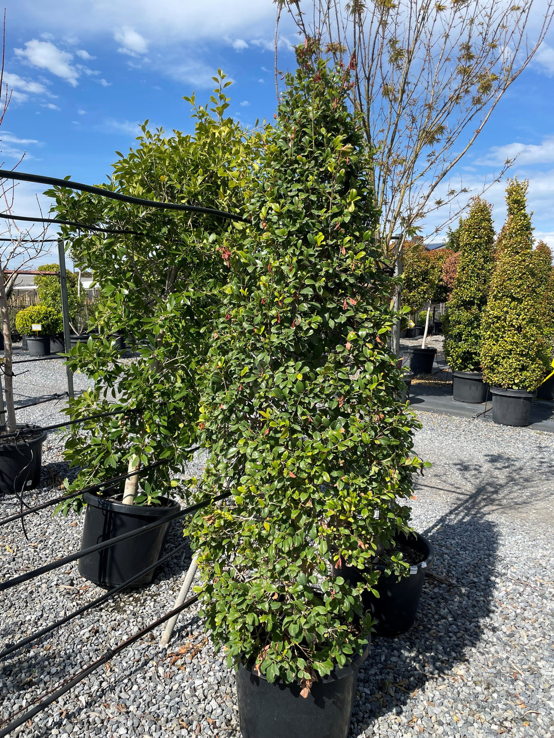 TOPIARY / Syzygium australe &