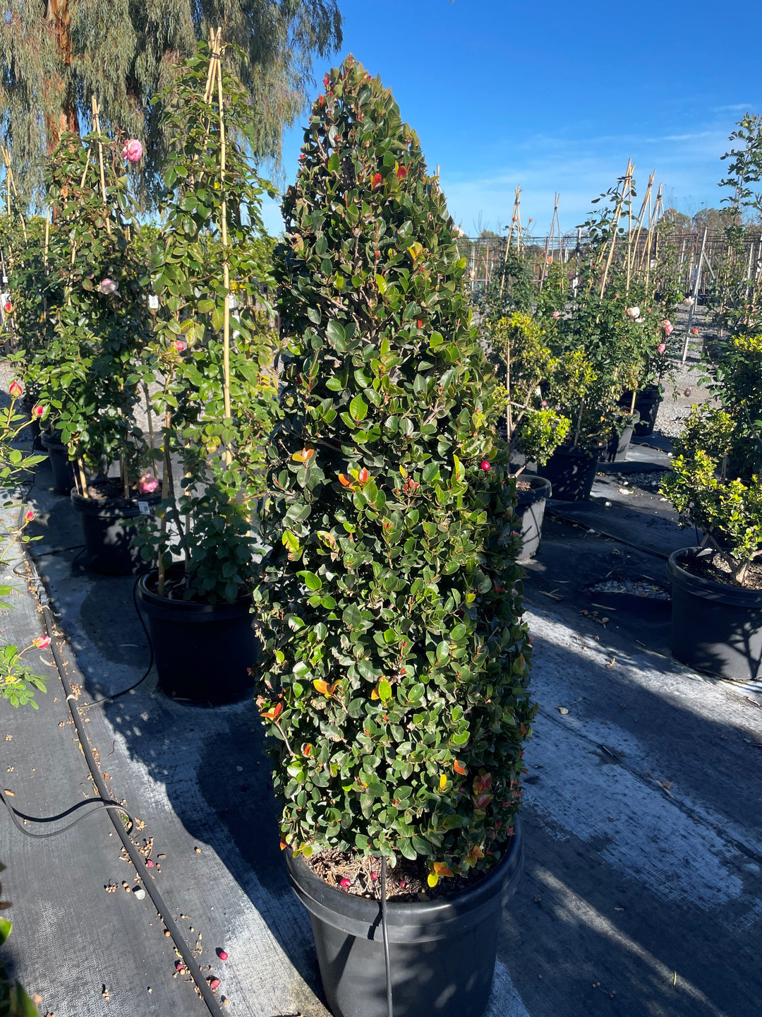 TOPIARY / Syzygium australe &