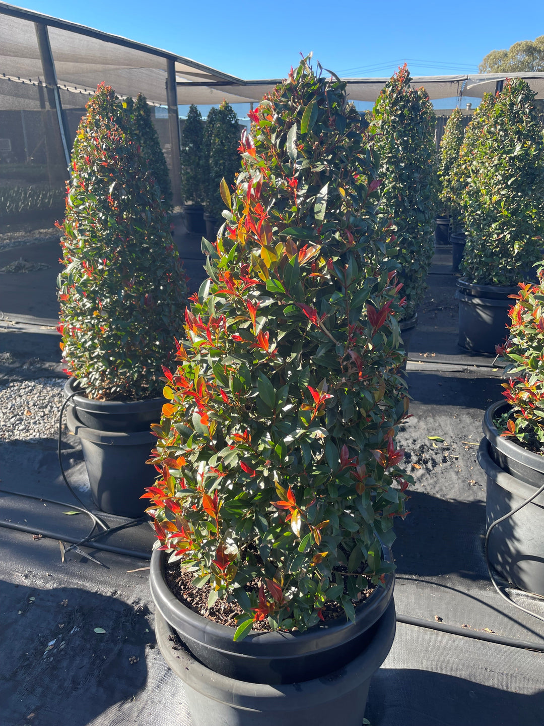 TOPIARY / Syzygium australe &