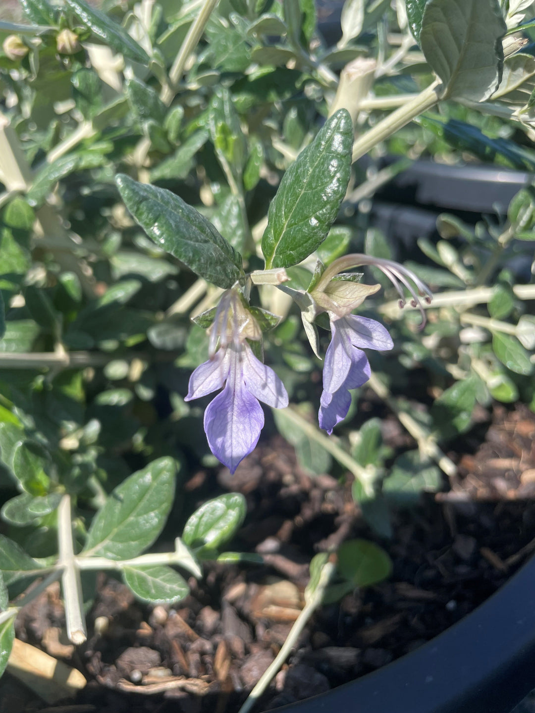 TOPIARY / Teucrium fruticans (Sphere)