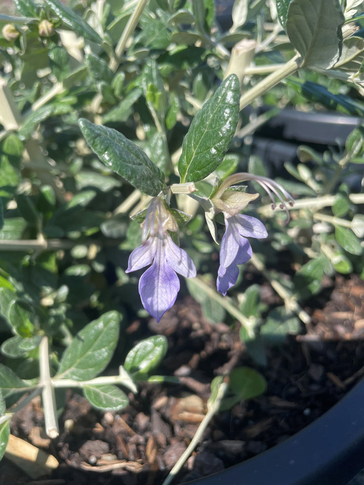 TOPIARY / Teucrium fruticans (Sphere)