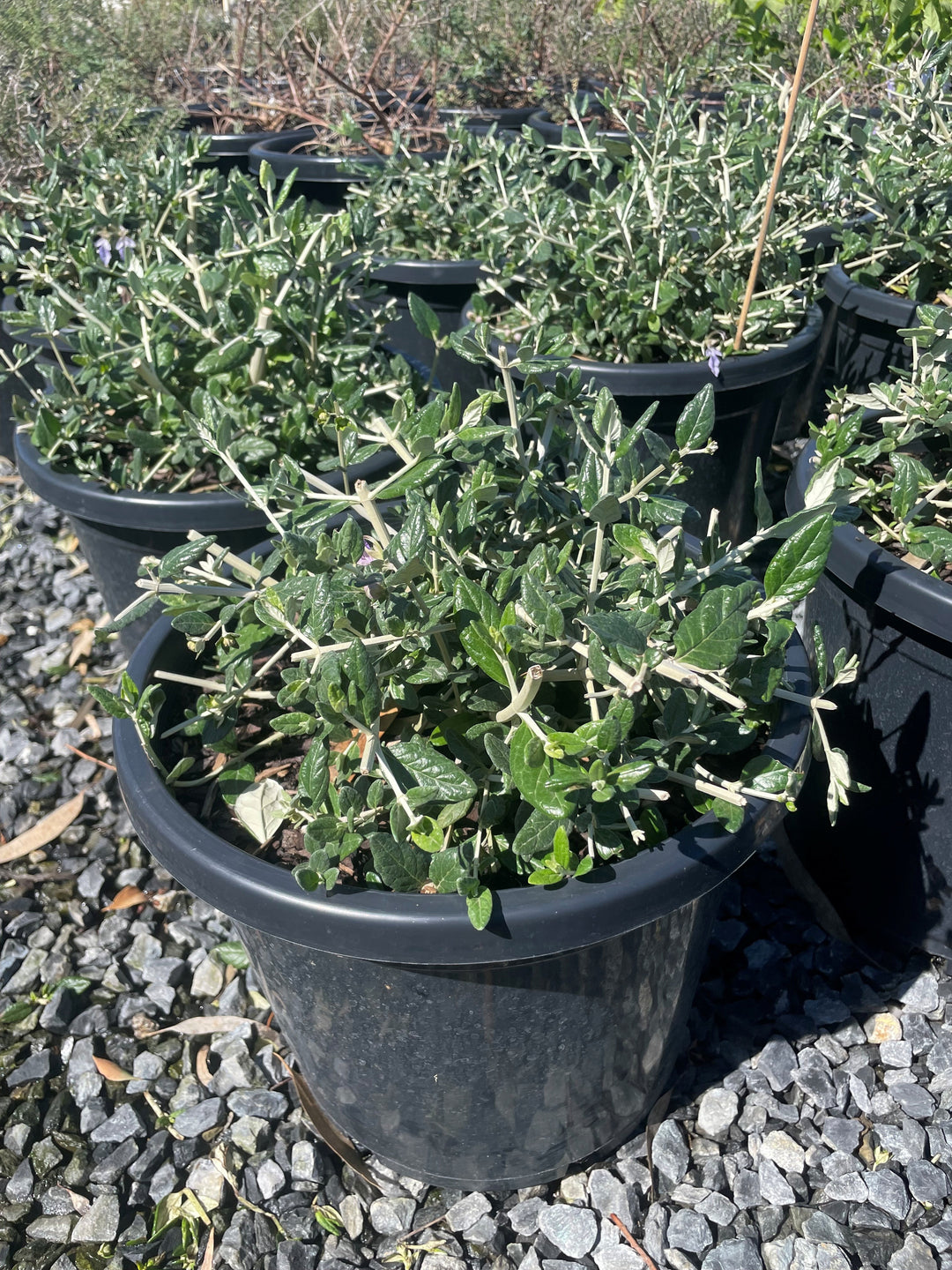 TOPIARY / Teucrium fruticans (Sphere)