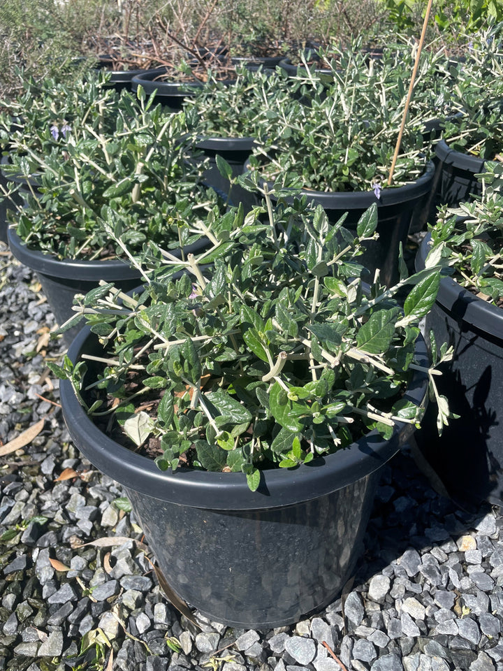 TOPIARY / Teucrium fruticans (Sphere)