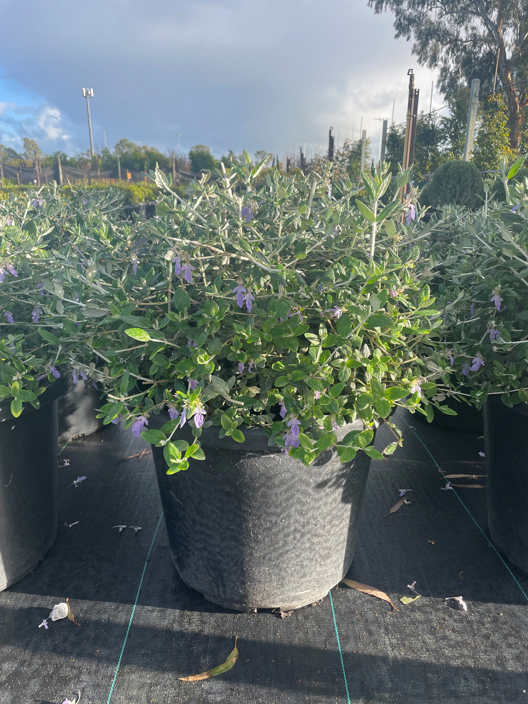 TOPIARY / Teucrium fruticans (Sphere) 400mm Pot for sale Adelaide Plant Co