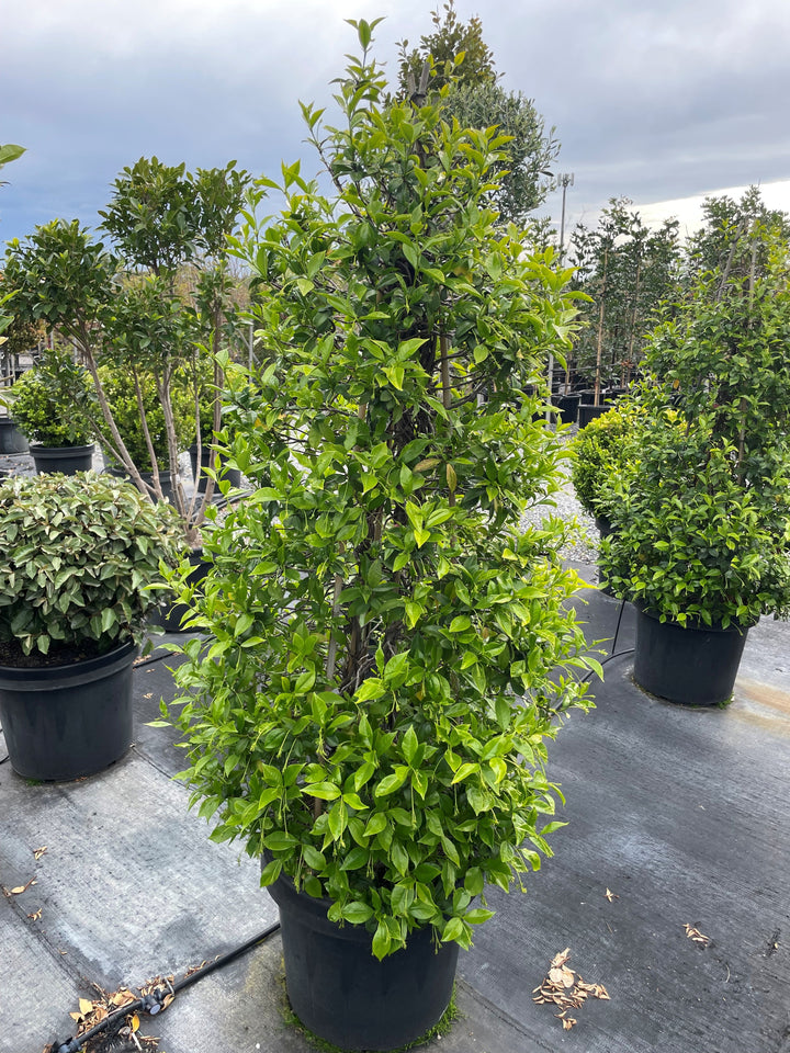 TOPIARY / Trachelospermum jasminoides (Cones)