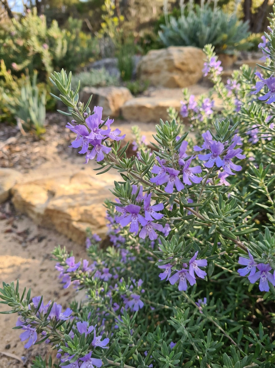 TOPIARY / Westringia fruticosa &