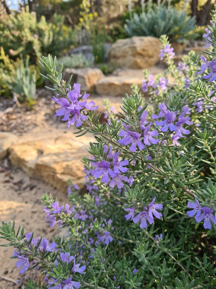 TOPIARY / Westringia fruticosa &