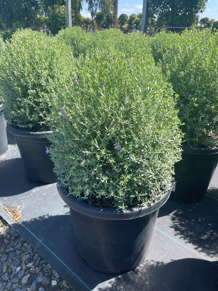 TOPIARY / Westringia fruticosa &