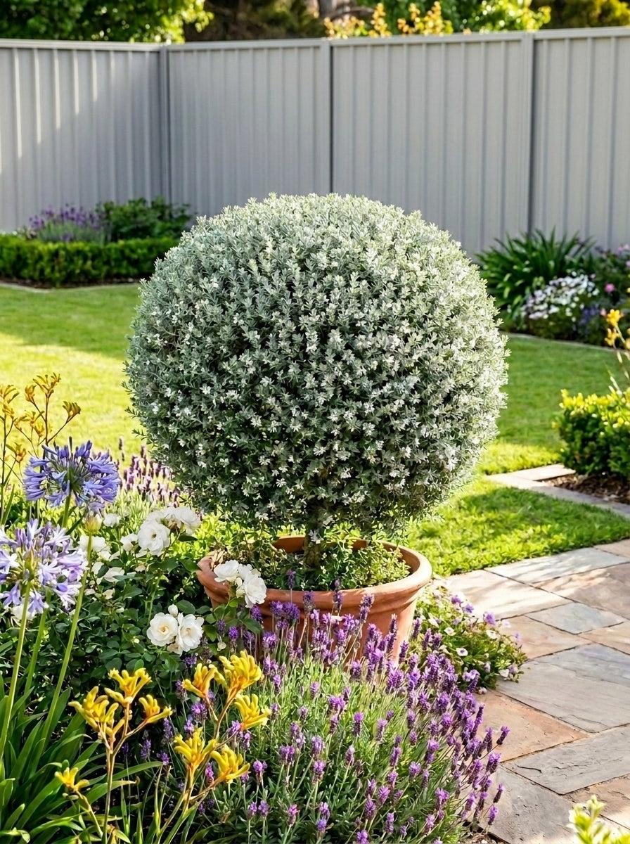 TOPIARY / Westringia fruticosa &