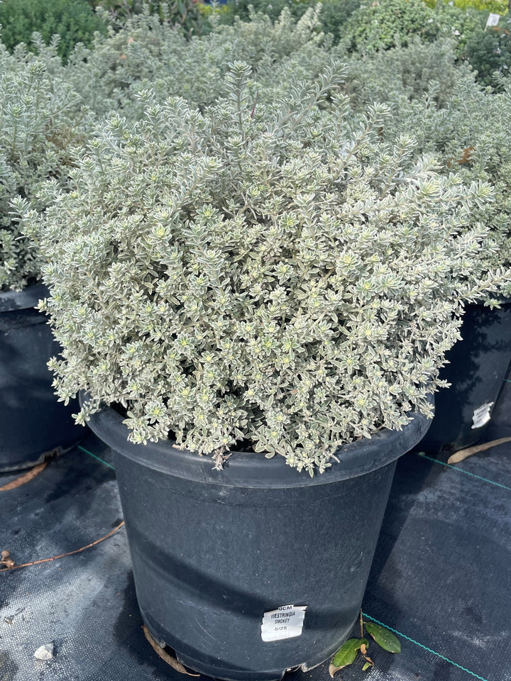TOPIARY / Westringia fruticosa &