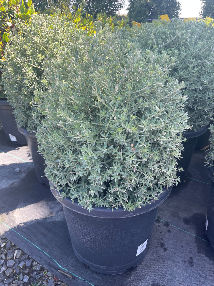TOPIARY / Westringia fruticosa (Sphere) 300mm Pot for sale Adelaide Plant Co