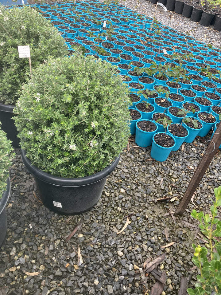 TOPIARY / Westringia fruticosa (Sphere) 400mm Pot for sale Adelaide Plant Co