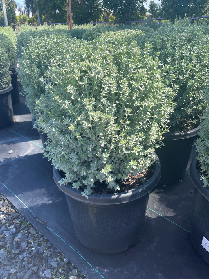 TOPIARY / Westringia fruticosa &