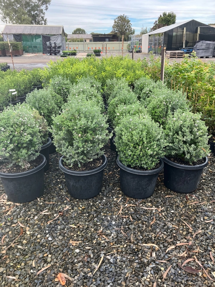 TOPIARY / Westringia fruticosa &