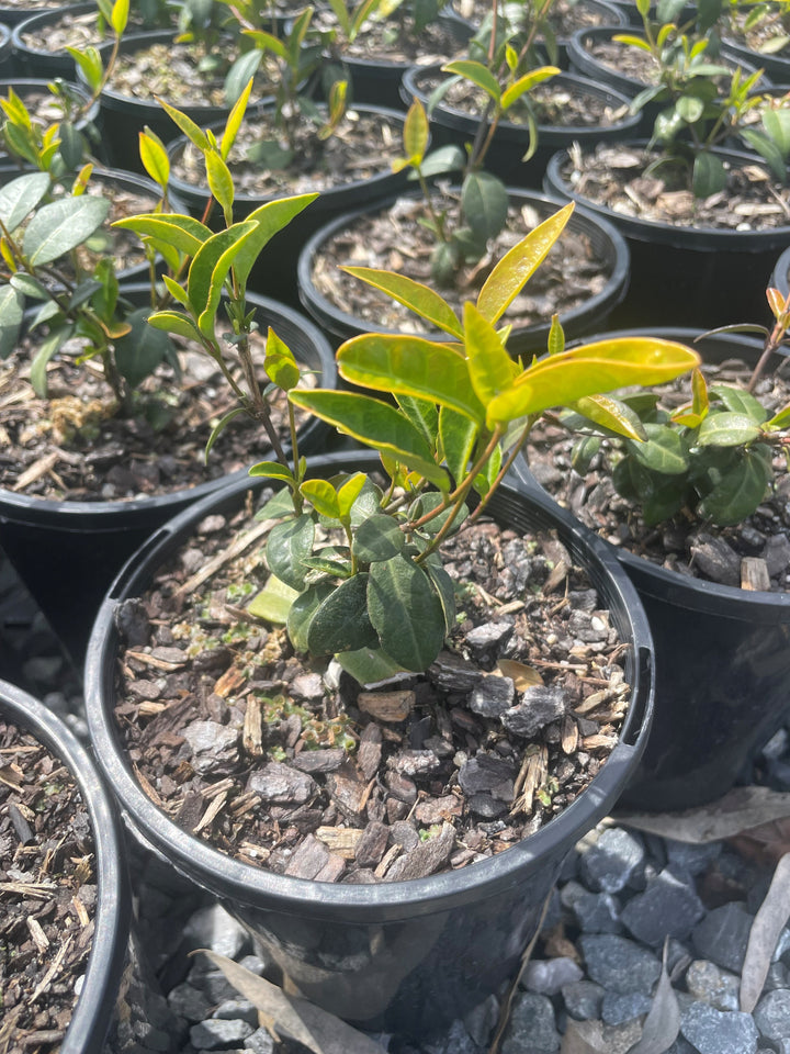 Trachelospermum asiaticum for sale Adelaide Plant Co