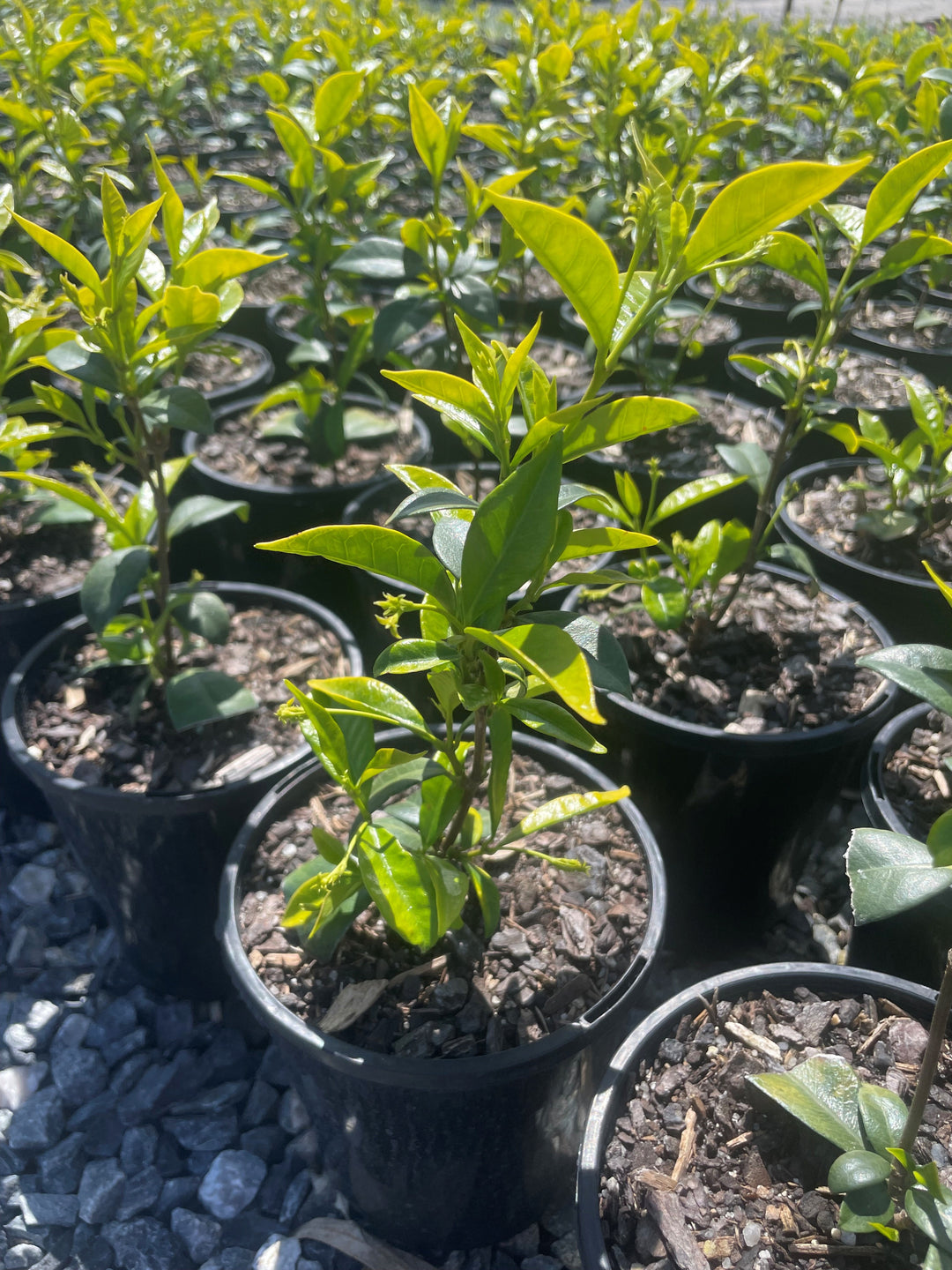 Trachelospermum Jasminoides 200mm Pot for sale Adelaide Plant Co