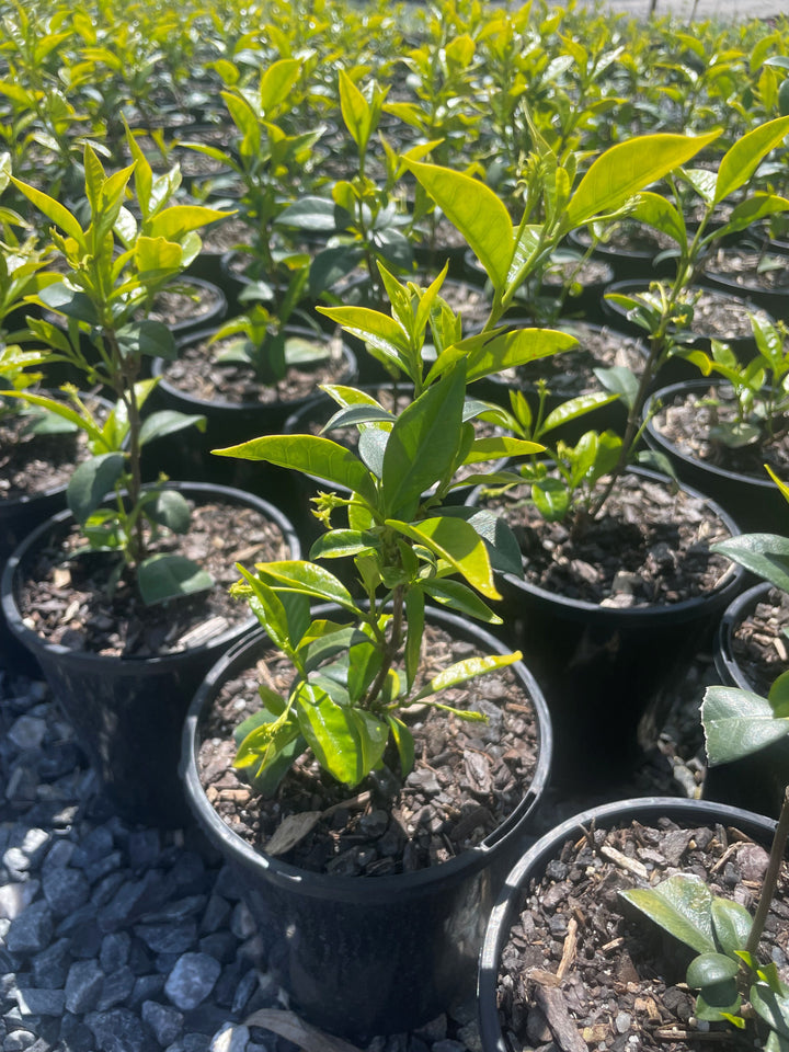 Trachelospermum Jasminoides 200mm Pot for sale Adelaide Plant Co