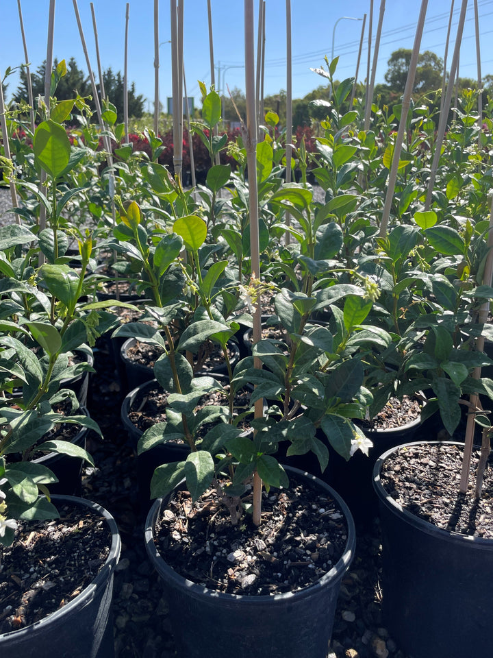 Trachelospermum Jasminoides 300mm Pot for sale Adelaide Plant Co