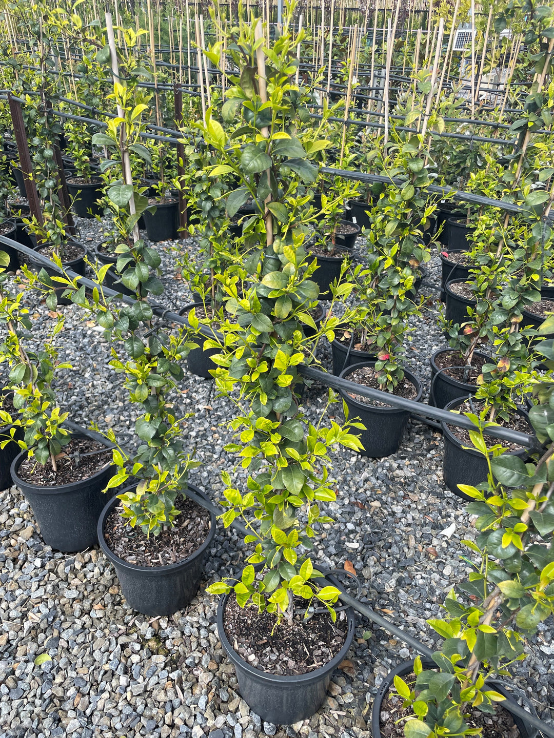 Trachelospermum Jasminoides 250mm Pot for sale Adelaide Plant Co