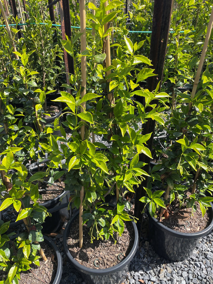 Trachelospermum Jasminoides