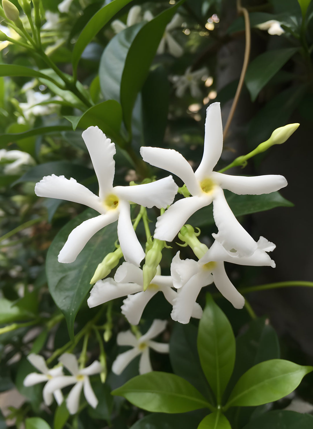Trachelospermum Jasminoides 140mm Pot for sale Adelaide Plant Co