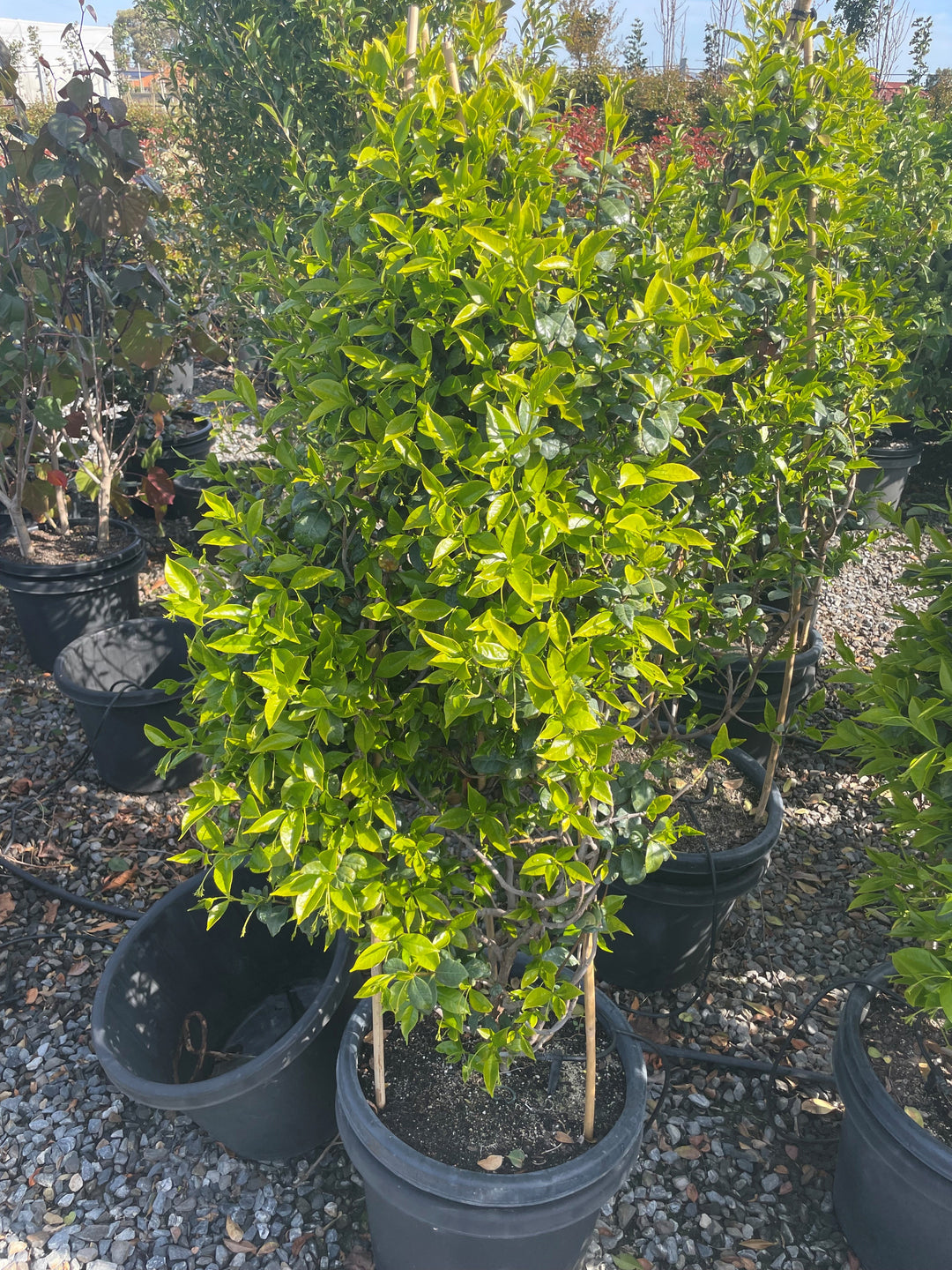 Trachelospermum Jasminoides