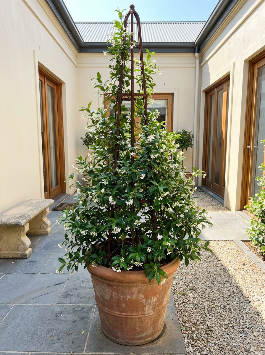 Trachelospermum Jasminoides 140mm Pot for sale Adelaide Plant Co