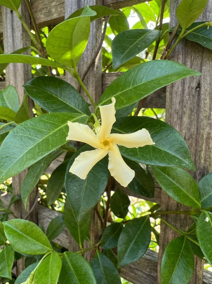 Trachelospermum jasminoides &