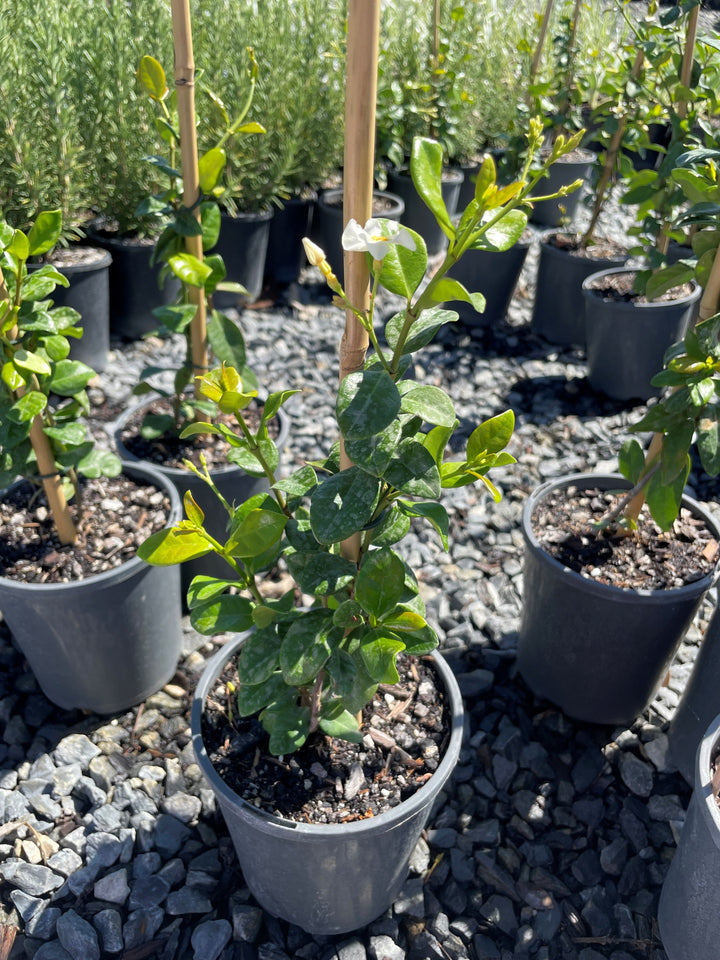 Trachelospermum jasminoides &