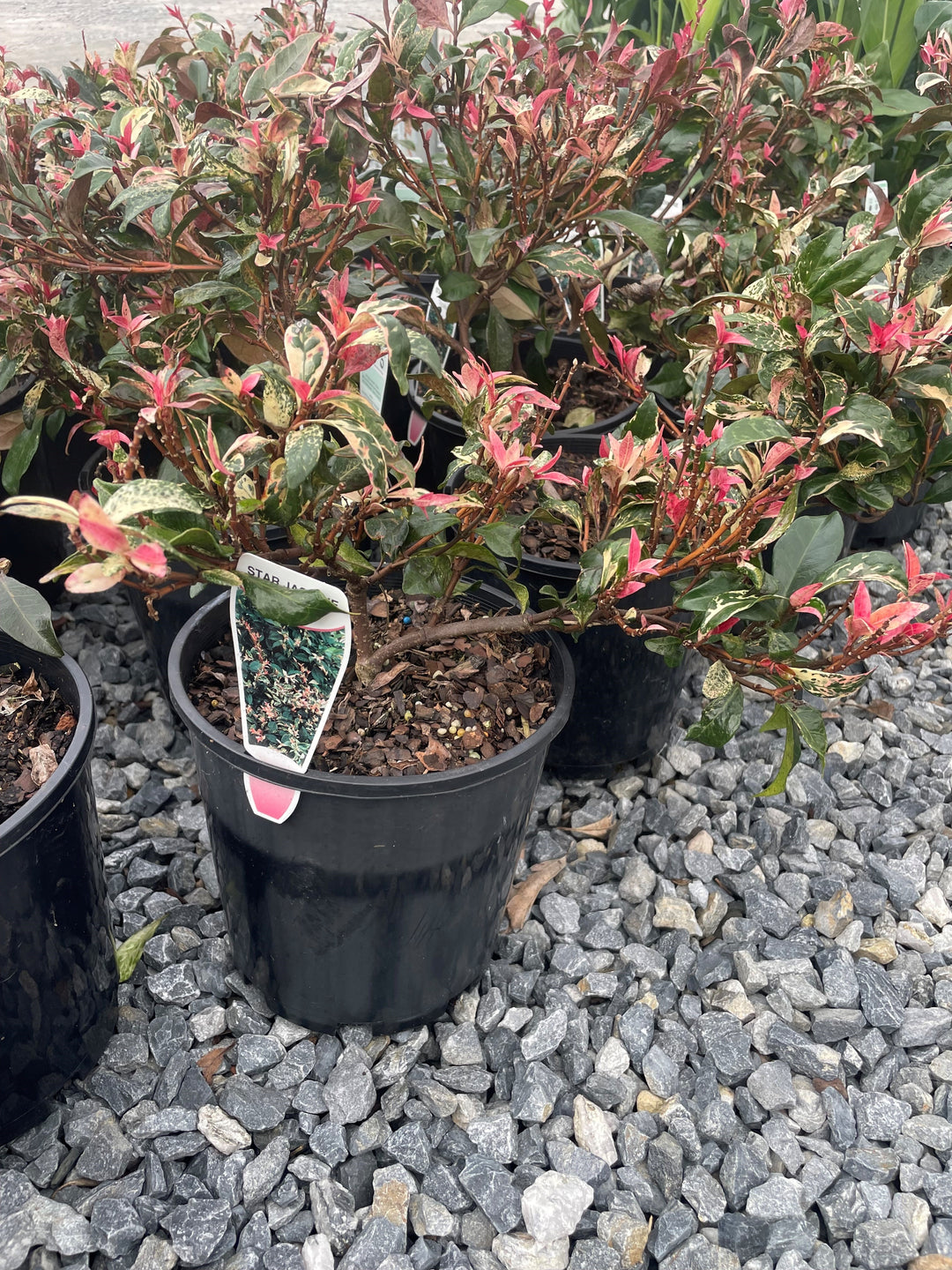 Trachelospermum jasminoides &