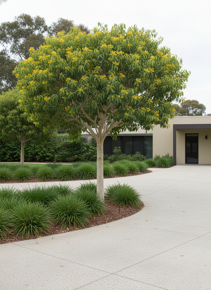 Tristaniopsis Laurina 'Luscious'