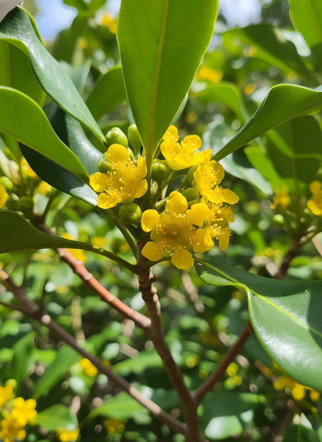Tristaniopsis Laurina &
