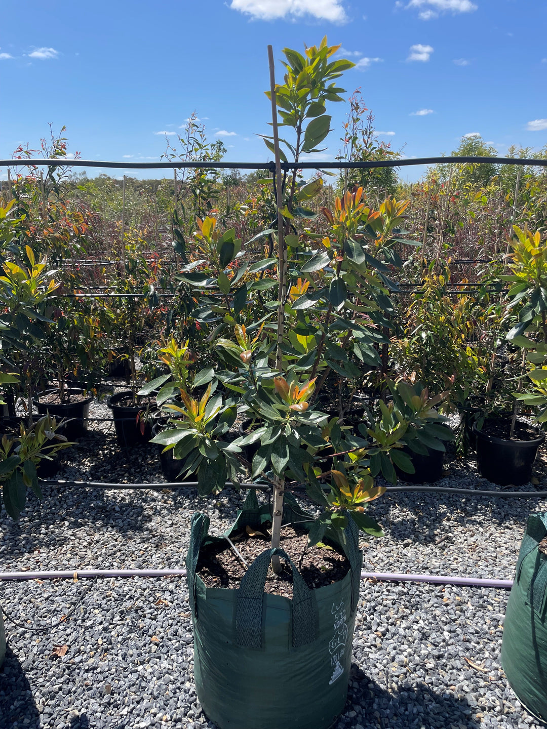Tristaniopsis Laurina 'Luscious'