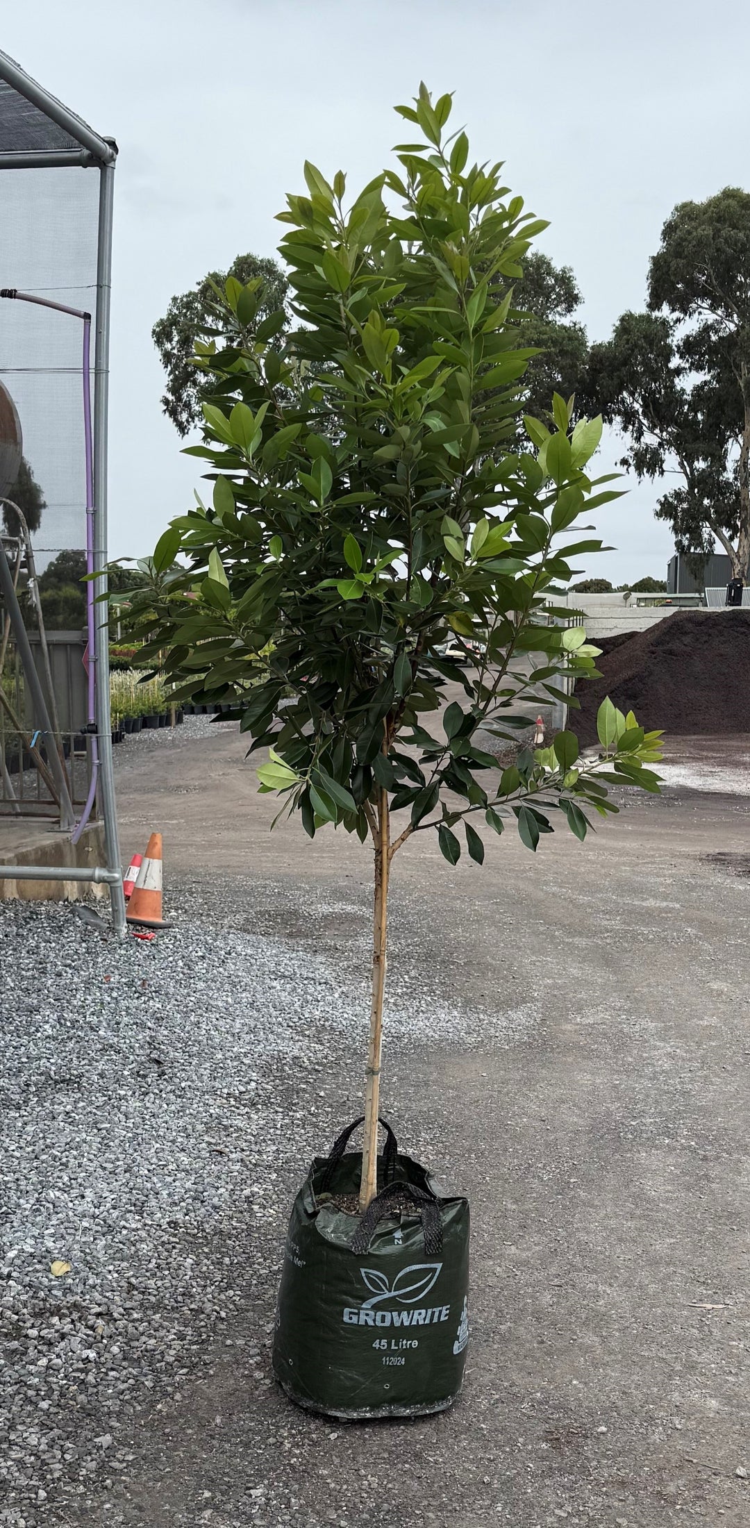 Tristaniopsis Laurina 'Luscious'