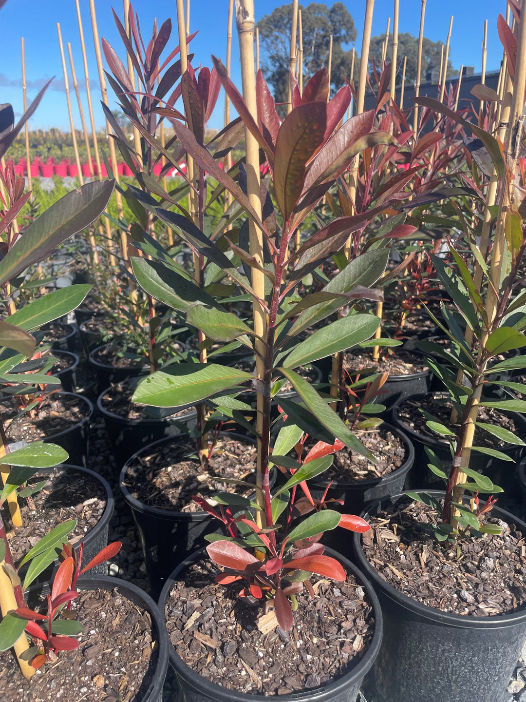 Tristaniopsis laurina 200mm Pot for sale Adelaide Plant Co