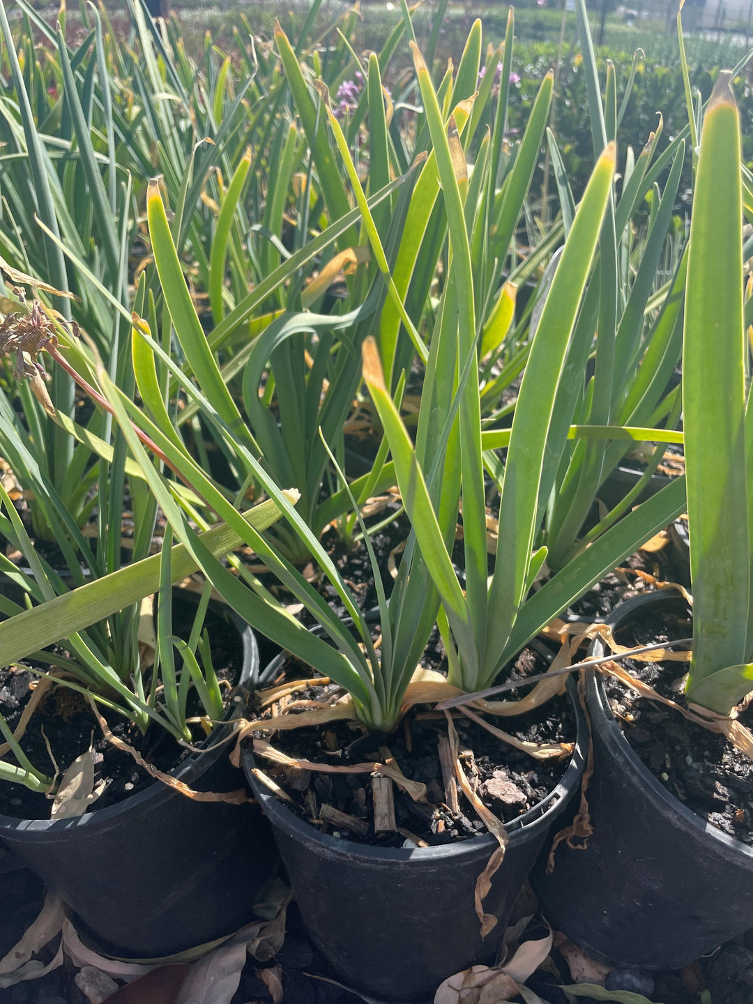 Tulbaghia simmleri for sale Adelaide Plant Co