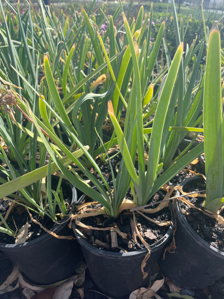 Tulbaghia simmleri for sale Adelaide Plant Co
