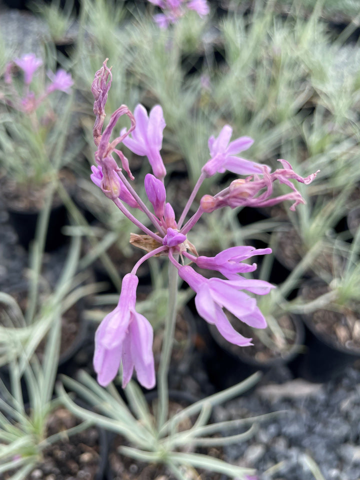 Tulbaghia Violacea Variegated