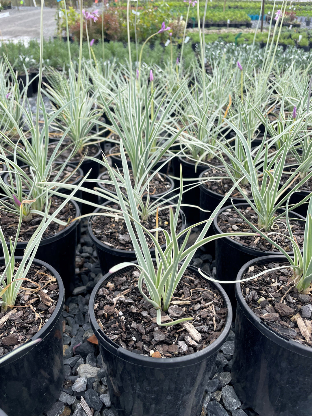 Tulbaghia Violacea Variegated