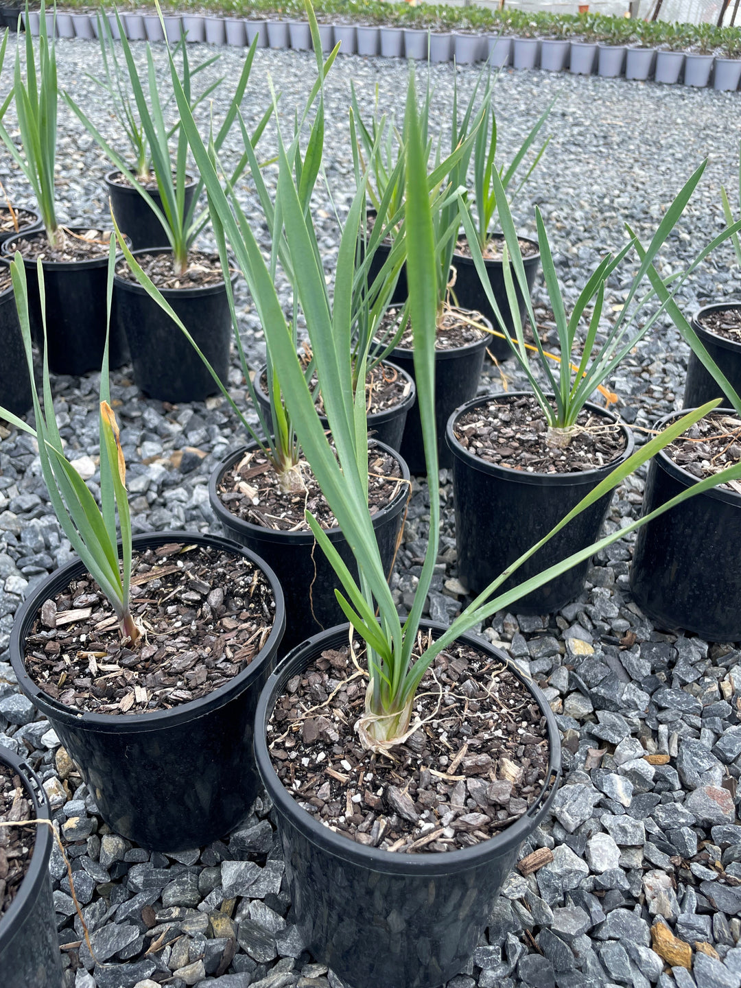 Tulbaghia violacea for sale Adelaide Plant Co