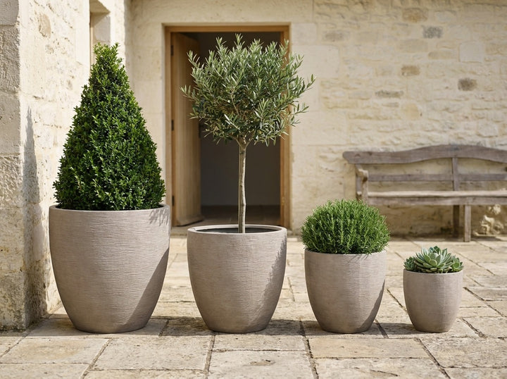 Tuscany planter pots in Biscotti with a textured pottery-look finish, all four sizes planted with a Lilly Pilly cone, olive standard, rosemary and echeveria on a Mediterranean terrace