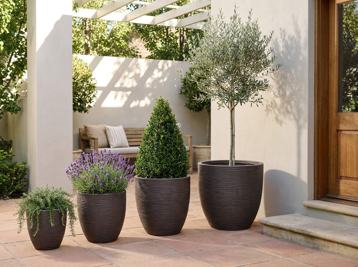Tuscany planter pots in deep Espresso brown with a textured pottery-look finish, all four sizes planted with an olive standard, Lilly Pilly cone, lavender and trailing rosemary