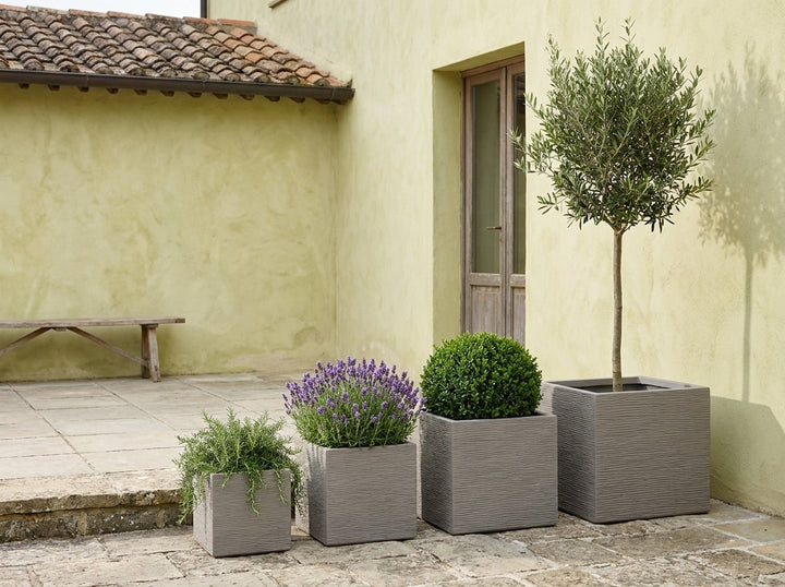 Tuscany Square planter pots in Biscotti with a textured pottery-look finish, all four sizes planted with an olive standard, clipped buxus ball, lavender and trailing rosemary in a Mediterranean courtyard