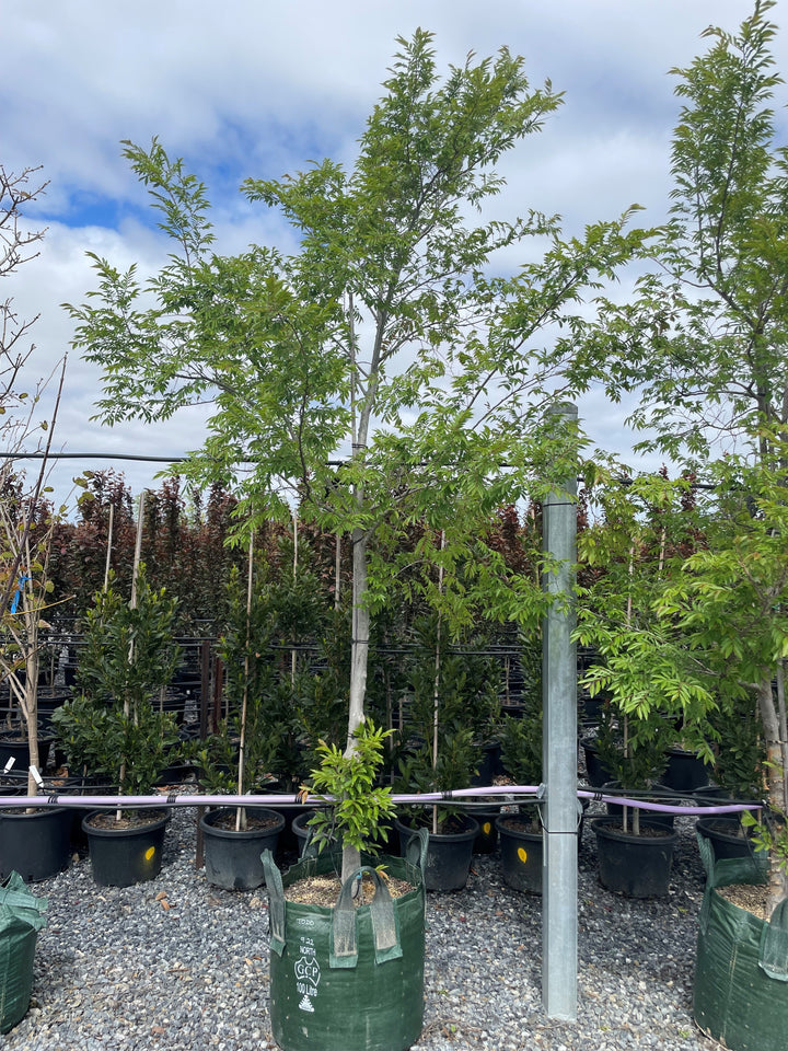 Ulmus Parvifolia 'Todd'