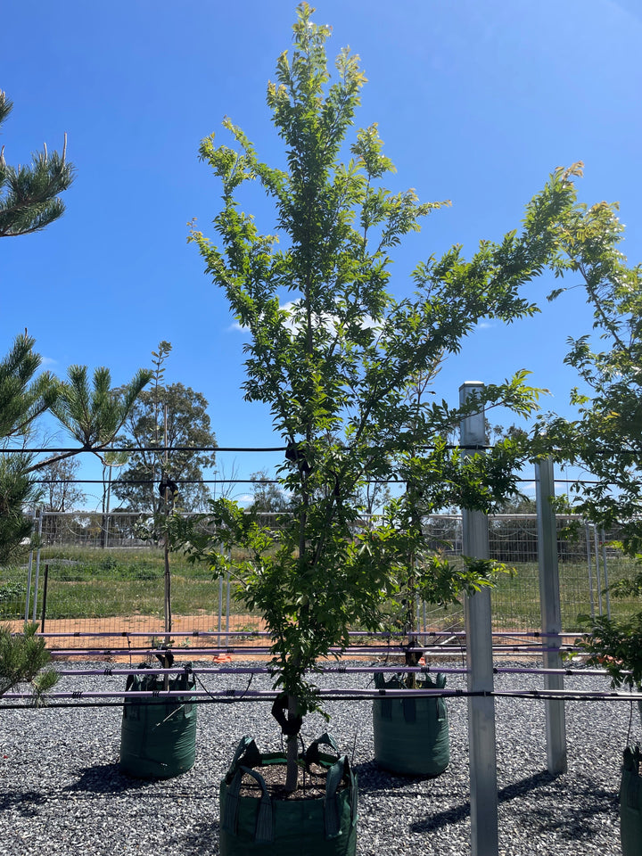 Ulmus Parvifolia 'Todd'