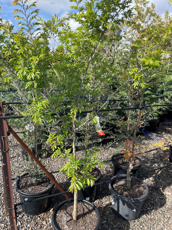 Ulmus Parvifolia 'Todd'