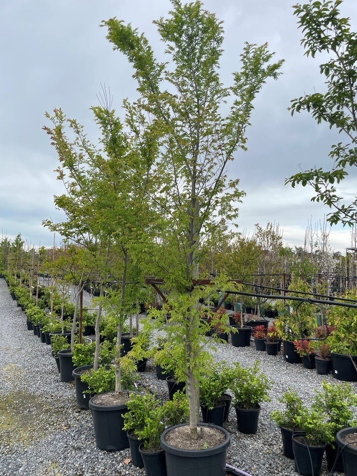 Ulmus Parvifolia 'Todd'