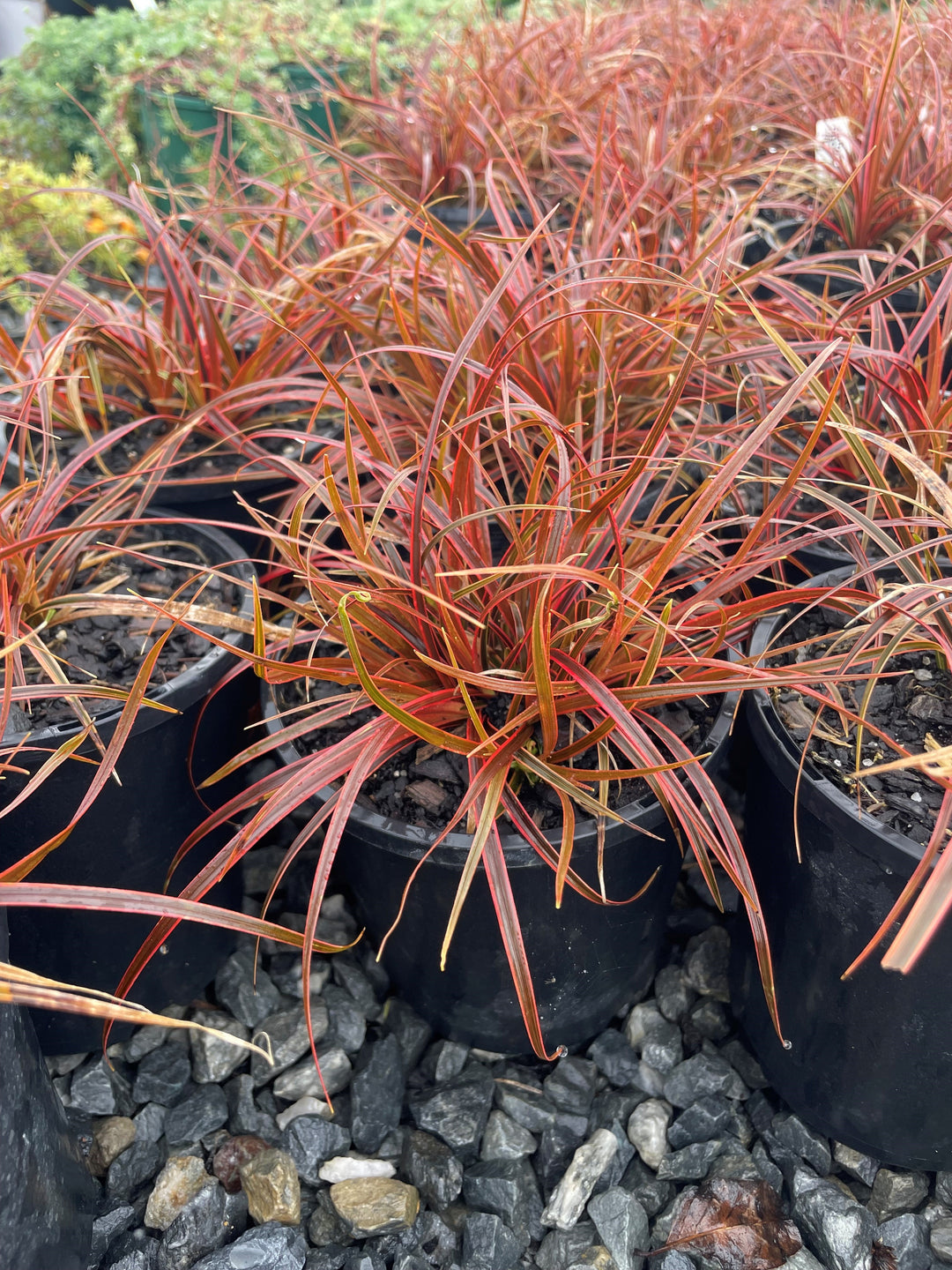 Uncinia rubra &